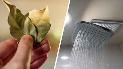 Зачем вешать лавровый лист в ванной? Вот что произойдет спустя несколько минут