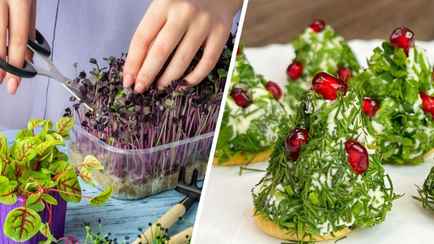 Посадите эти 5 видов микрозелени — и удивите гостей на Новый год. Как вырастить за 10 дней?