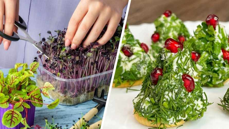 Посадите эти 5 видов микрозелени — и удивите гостей на Новый год. Как вырастить за 10 дней?