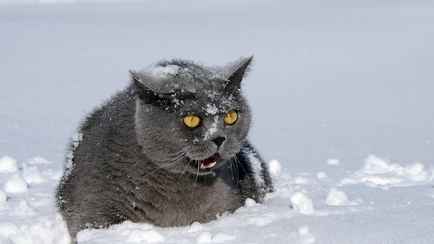 Синоптики спрогнозировали “прилично холодный” декабрь в Беларуси. Где снега выпадет на 50% больше обычного?