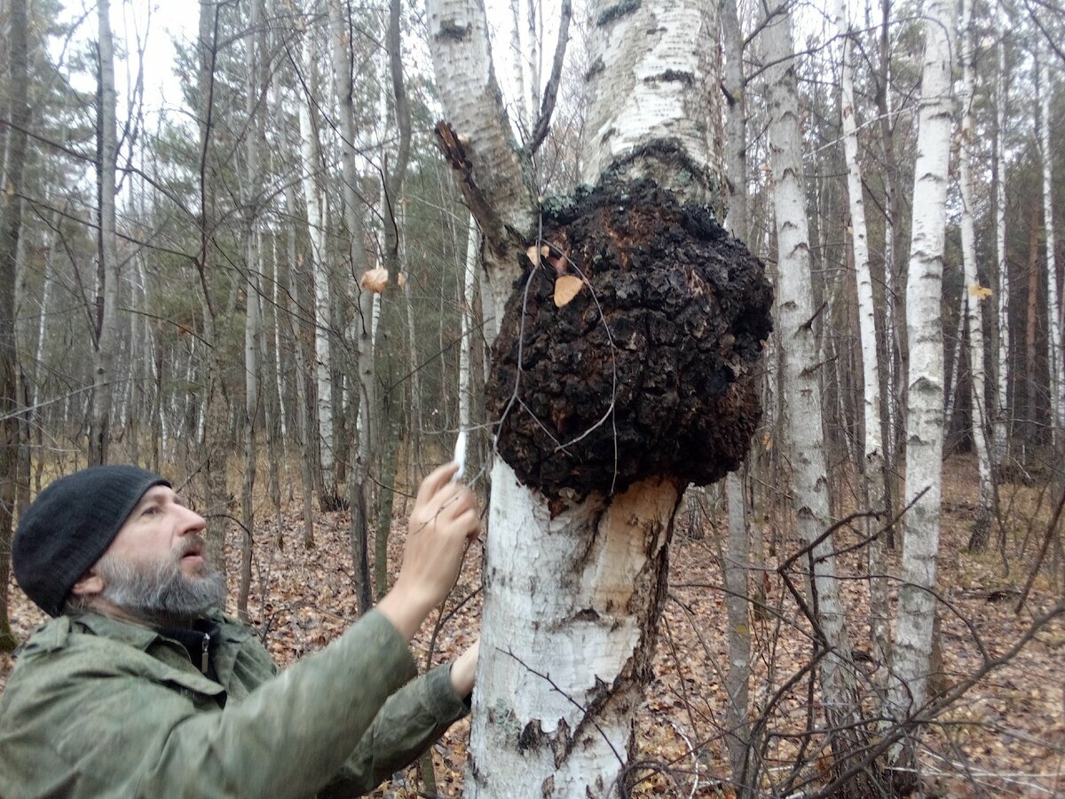 Зачем белорусам искать зимой в лесу чагу? Вот кому стоит пить настой этого "волшебного" гриба