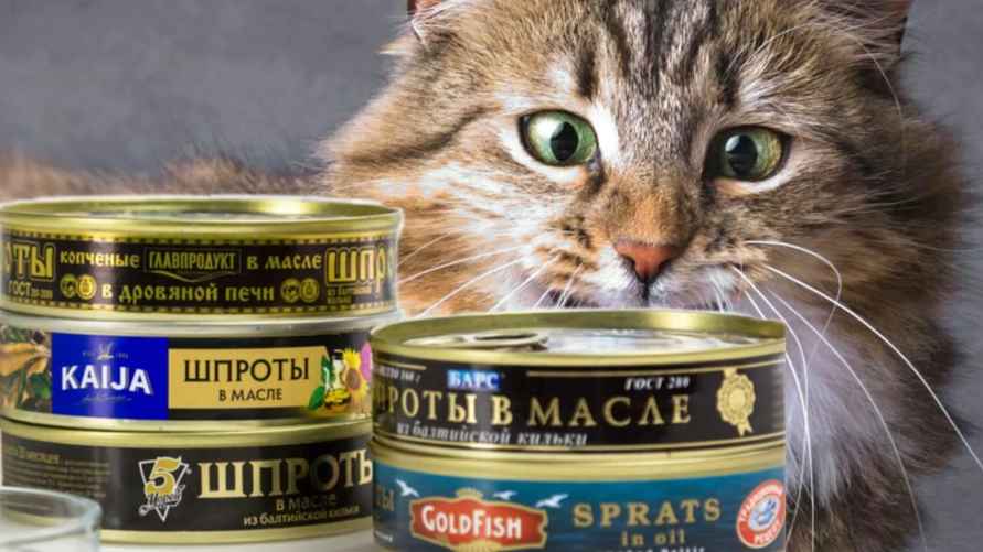 Фото иллюстрационное