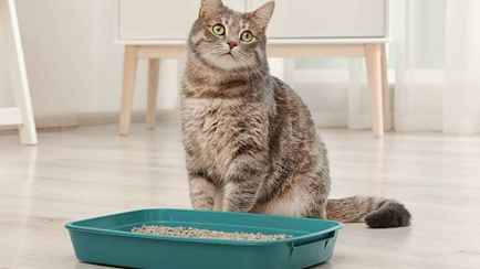 Можно ли смывать в унитаз кошачий наполнитель на самом деле? Узнали, как избежать проблем