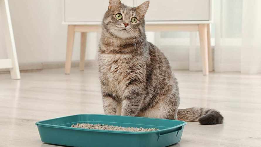 Можно ли смывать в унитаз кошачий наполнитель на самом деле? Узнали, как избежать проблем