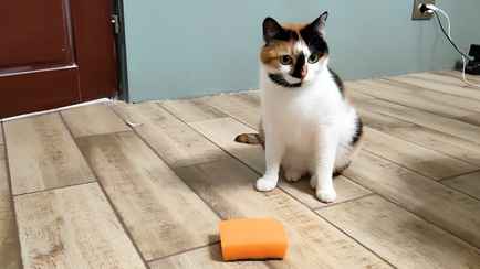 Как избавиться от въевшейся в швы пола грязи? Распылите это домашнее средство и оставьте на 10 минут