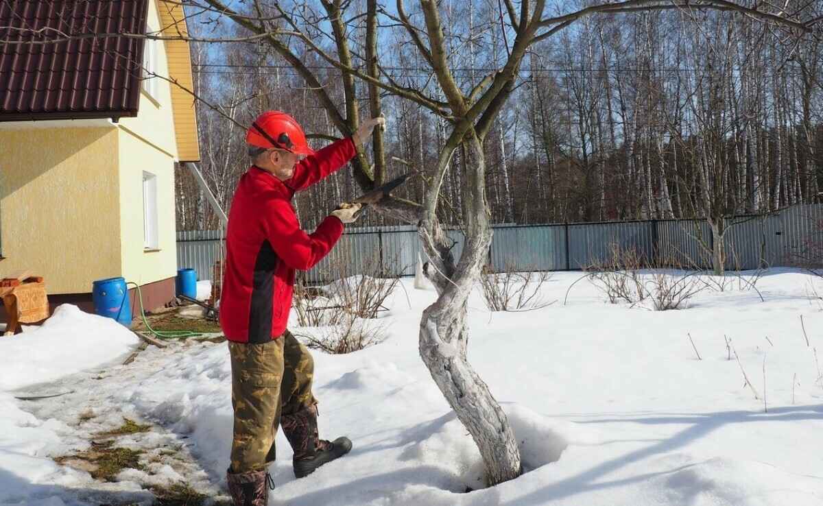 Эти 9 дел в саду нужно сделать в декабре каждому белорусу. Зачем отряхивать деревья от снега и поливать их водой?