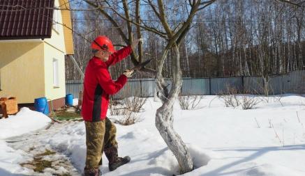 Эти 9 дел в саду нужно сделать в декабре каждому белорусу. Зачем отряхивать деревья от снега и поливать их водой?