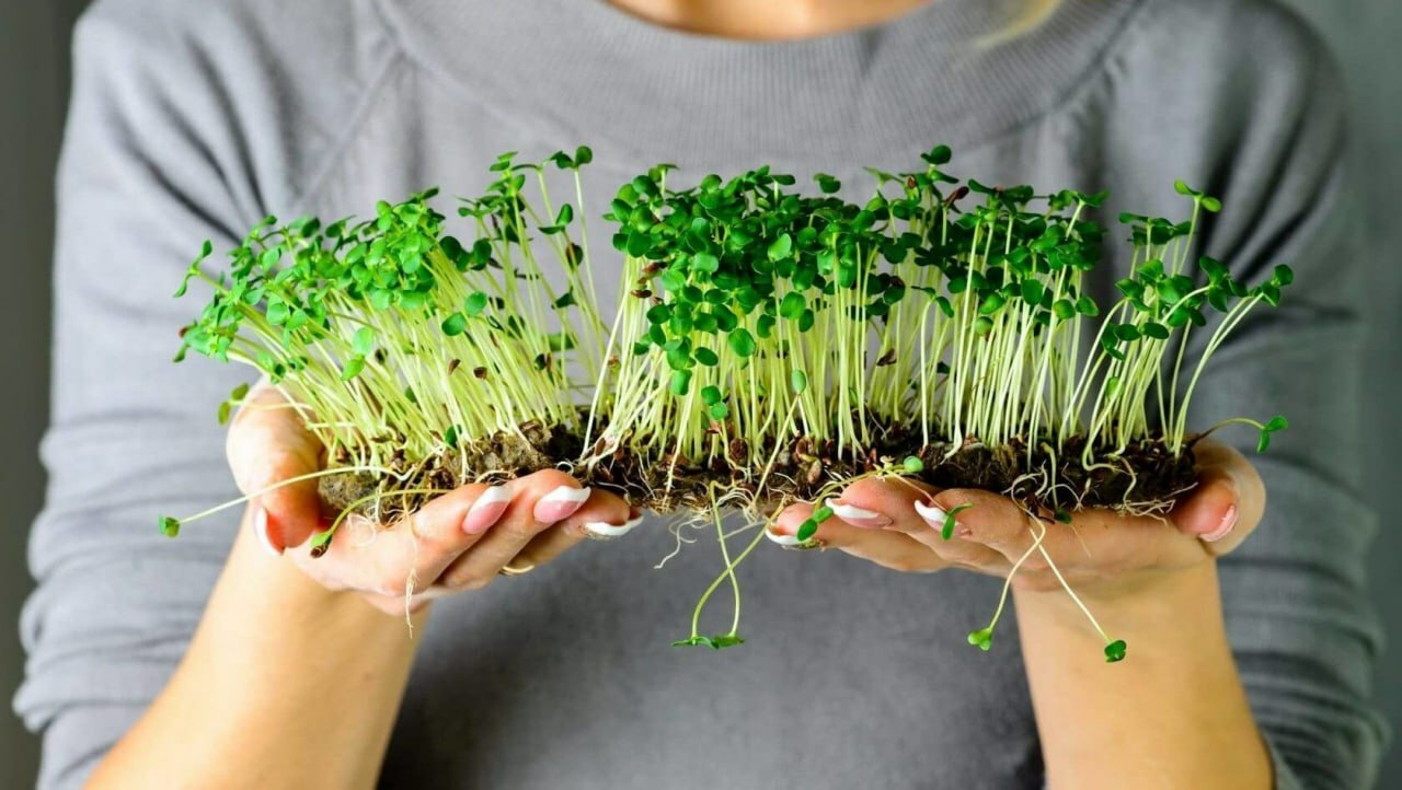 Посадите эти 5 видов микрозелени — и удивите гостей на Новый год. Как вырастить за 10 дней?