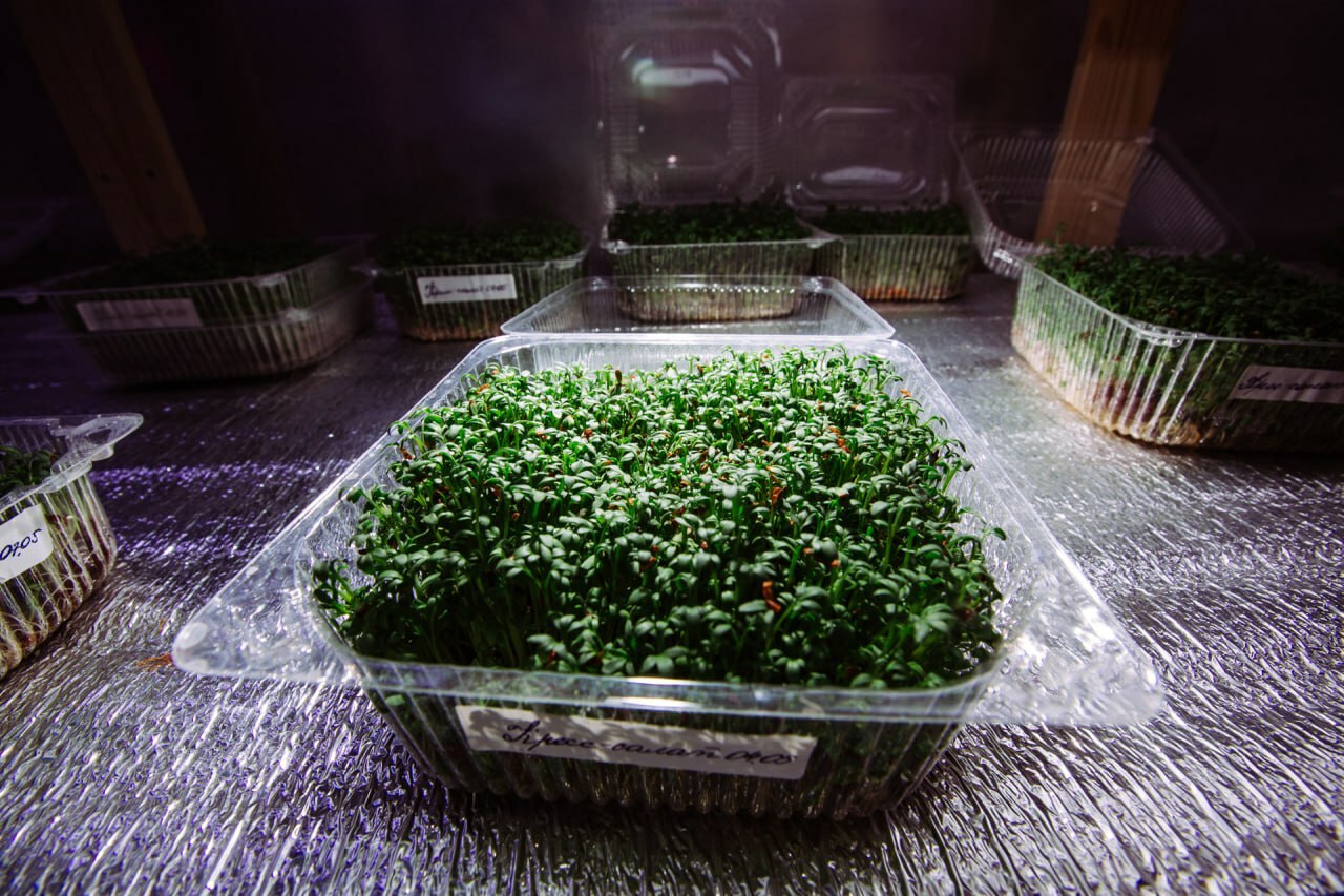 Посадите эти 5 видов микрозелени — и удивите гостей на Новый год. Как вырастить за 10 дней?
