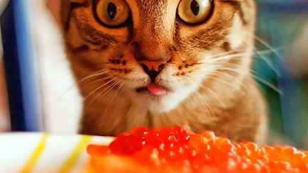 Зачем брать икринки пальцами и раскусывать? Узнали, как избежать отравления красной икрой