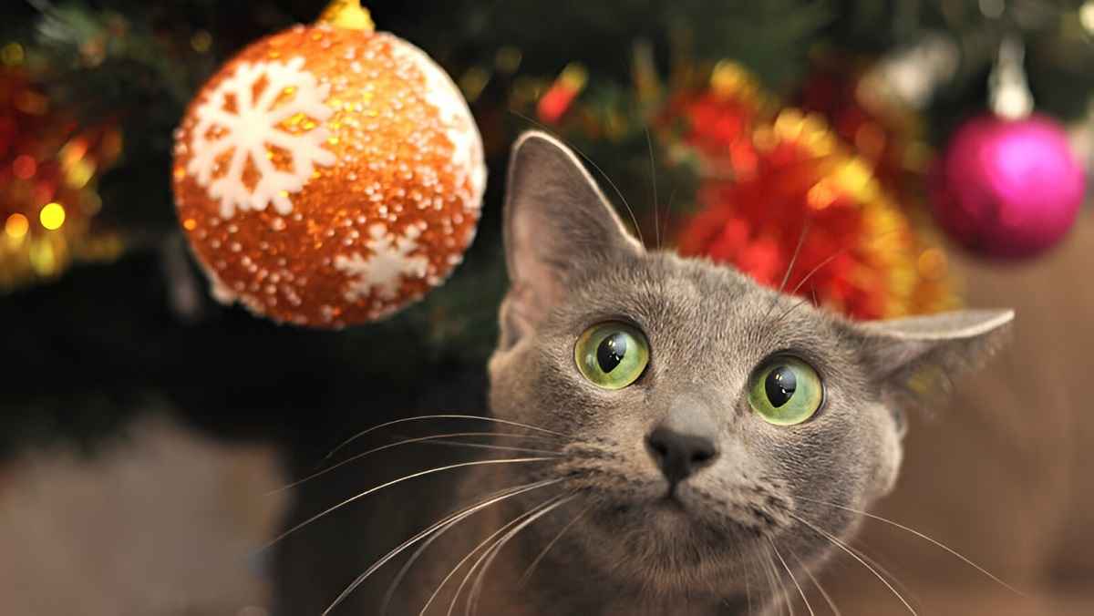 Почему для кошек тоже важен Новый год? На это есть целых 7 причин