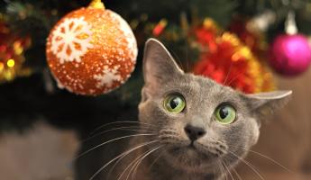 Почему для кошек тоже важен Новый год? На это есть целых 7 причин