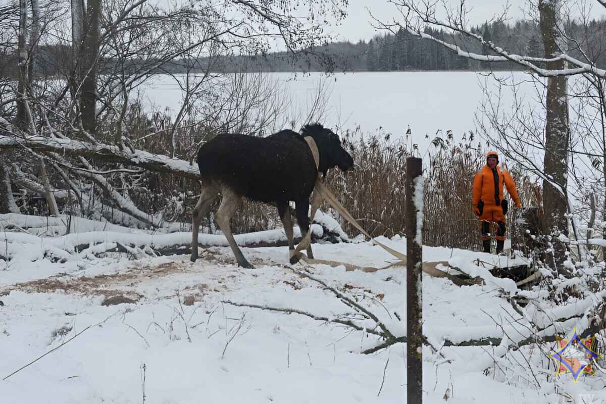 Спасатели показали, как тянули провалившегося лося из озера под Миорами