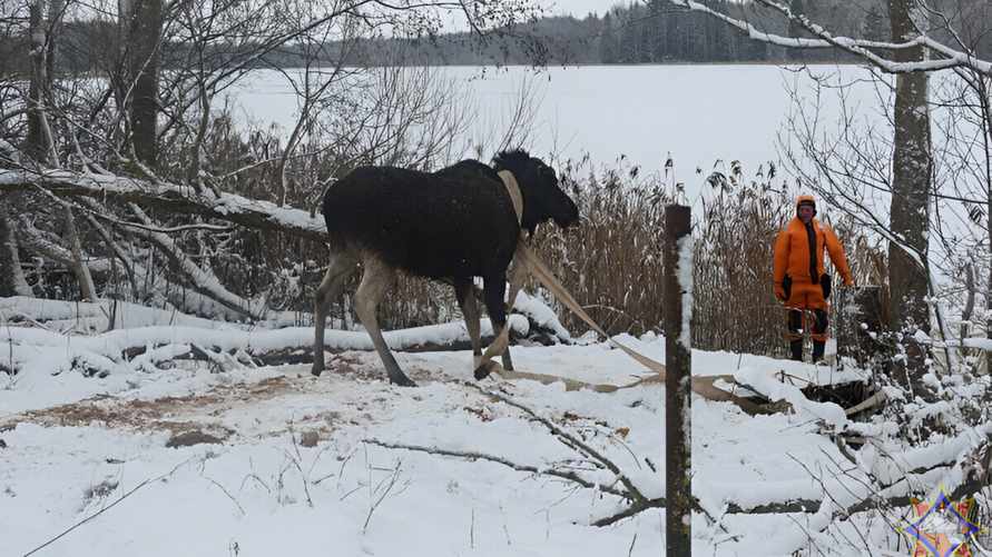 Спасатели показали, как тянули провалившегося лося из озера под Миорами