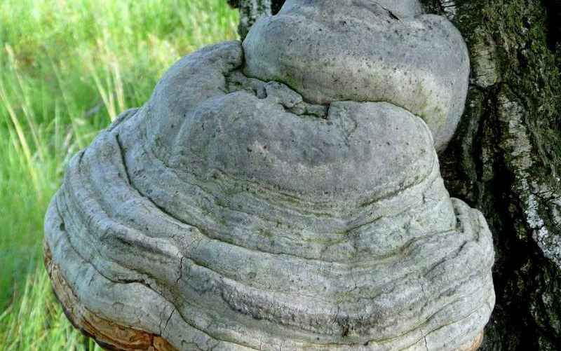 Трутовик настоящий, или "кровяная губка"