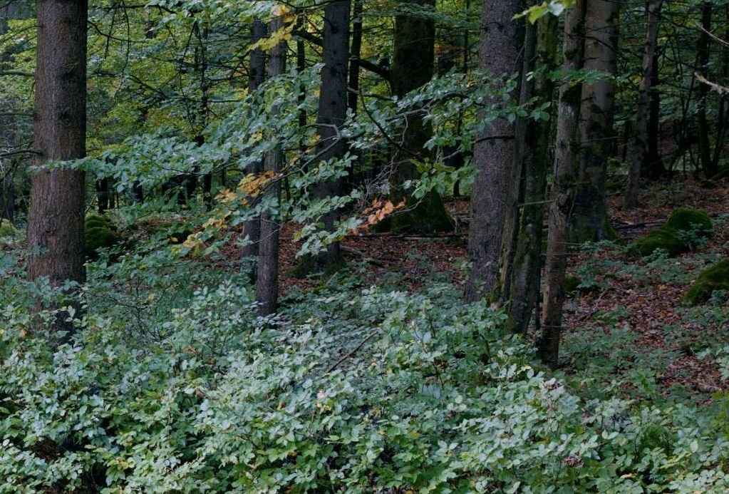 Обрезанное изображение. Полное смотрите ниже