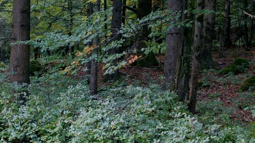 Обрезанное изображение. Полное смотрите ниже