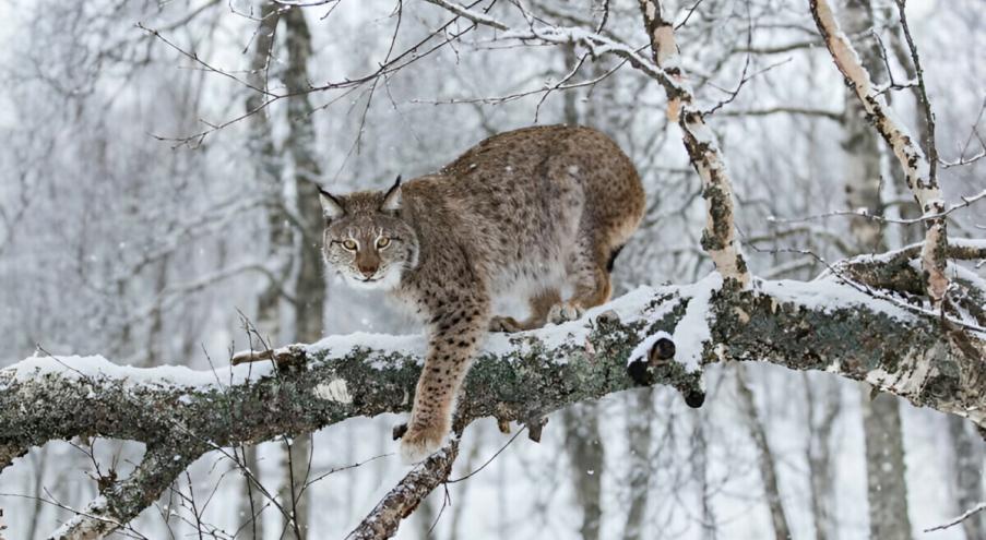 Пои этом по всей Беларуси, по данным Минприроды,