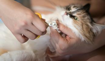 Сколько раз в месяц нужно стричь когти кошке? Эксперты объяснили, когда этого лучше не делать
