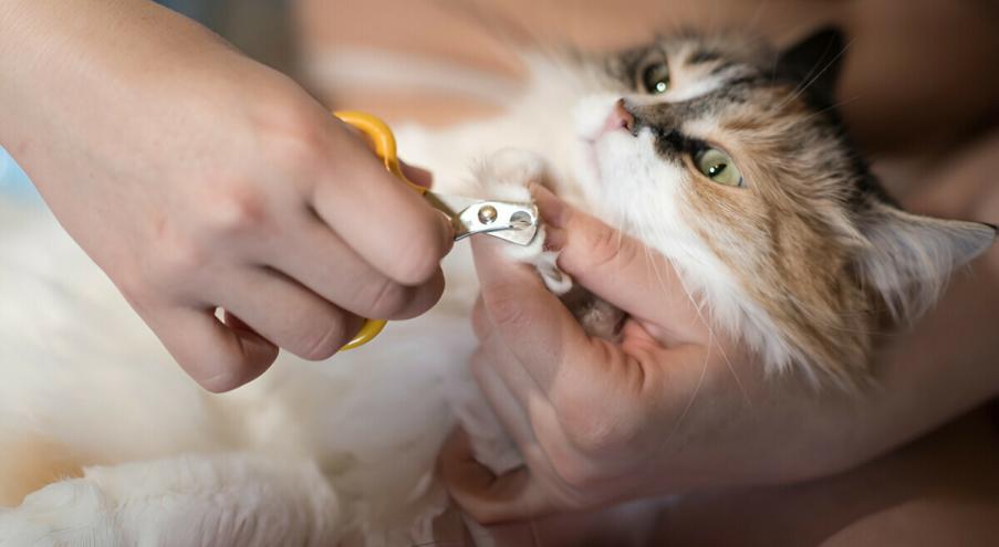 А нужно ли подстригать когти кошке? Теоретически —