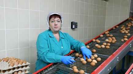 На Щучинской птицефабрике рассказали, что добавляют в корм курицам, чтобы желток был желтым