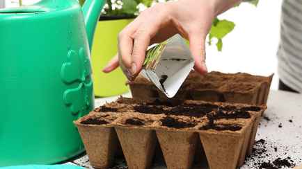 Что белорусам посеять на рассаду в январе 2024 года? Список овощей и цветов