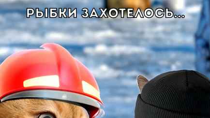 «Лучшего использования этих котов не видела!» – «Шедевральный» ролик белорусского МЧС собрал десятки тысяч просмотров