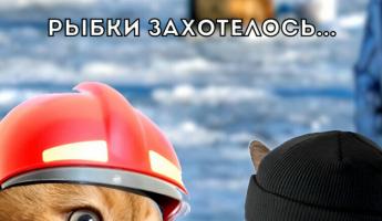 «Лучшего использования этих котов не видела!» – «Шедевральный» ролик белорусского МЧС собрал десятки тысяч просмотров