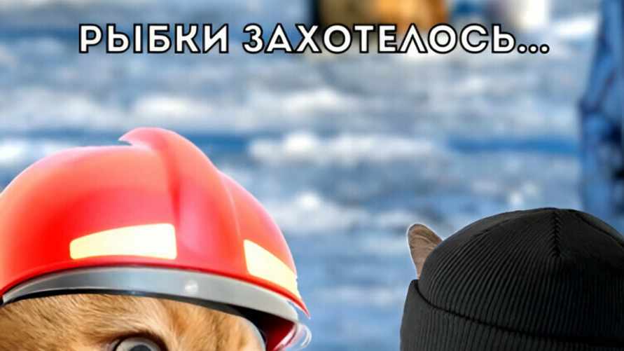 «Лучшего использования этих котов не видела!» – «Шедевральный» ролик белорусского МЧС собрал десятки тысяч просмотров