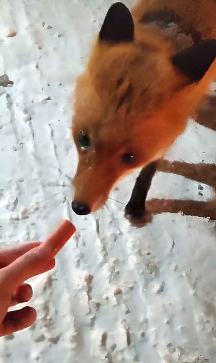 На белорусской границе появилась лиса-попрошайка