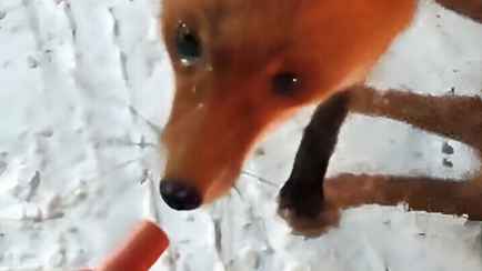 На белорусской границе появилась лиса-попрошайка