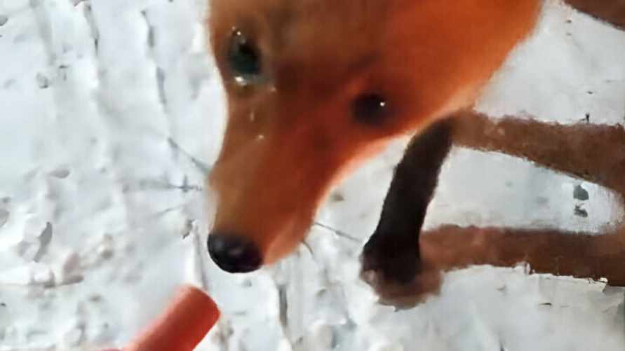 На белорусской границе появилась лиса-попрошайка