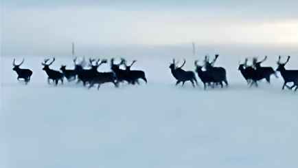 «А давайте рога заберем» – В Пружанском районе перед авто пробежало стадо оленей