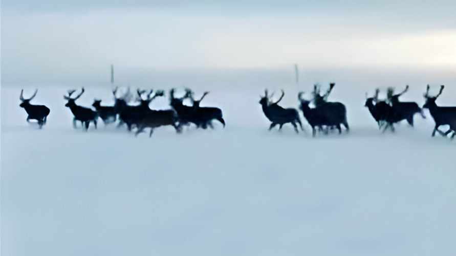«А давайте рога заберем» – В Пружанском районе перед авто пробежало стадо оленей
