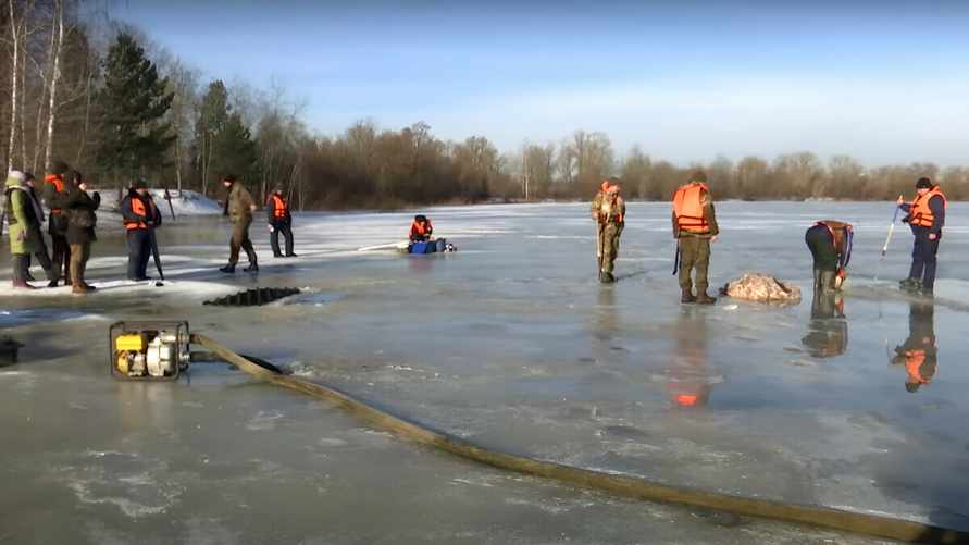 В водоемах Гомеля начала всплывать рыба. Что выяснили в природоохране