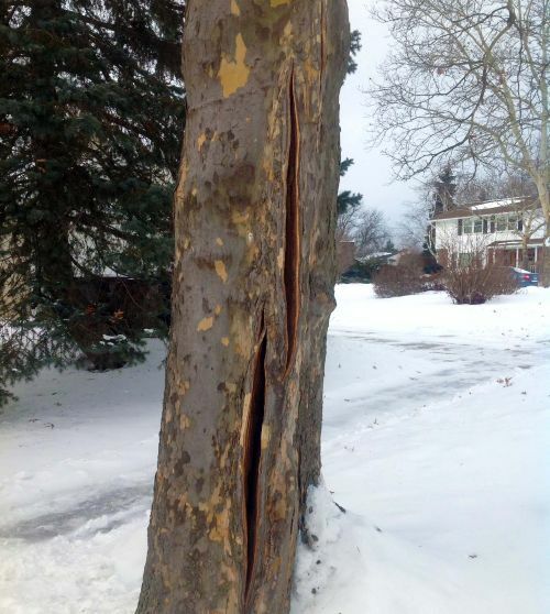 Заметили на деревьях в саду такие трещины после морозов? Вот что нужно сделать немедленно
