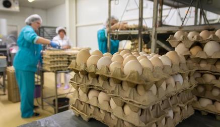 Беларусь удвоила поставки яиц в Россию с начала 2024 года. Сколько миллионов уже отправили?
