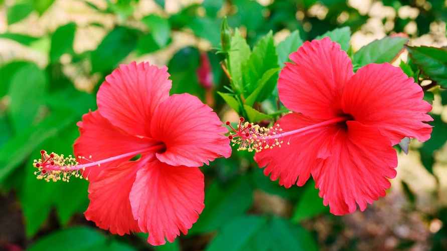 Гибискус (розелла)