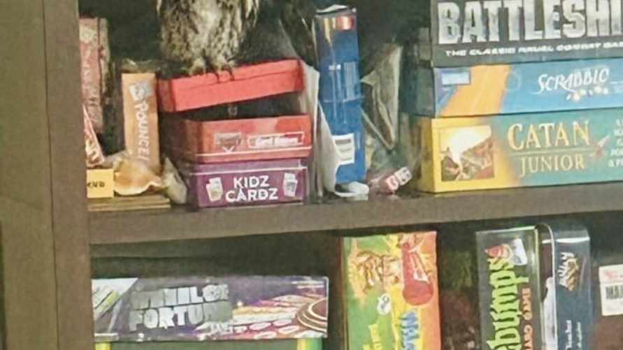 "Может, ей было одиноко?" — Кричащая сова вторглась в дом и спряталась на полке с играми