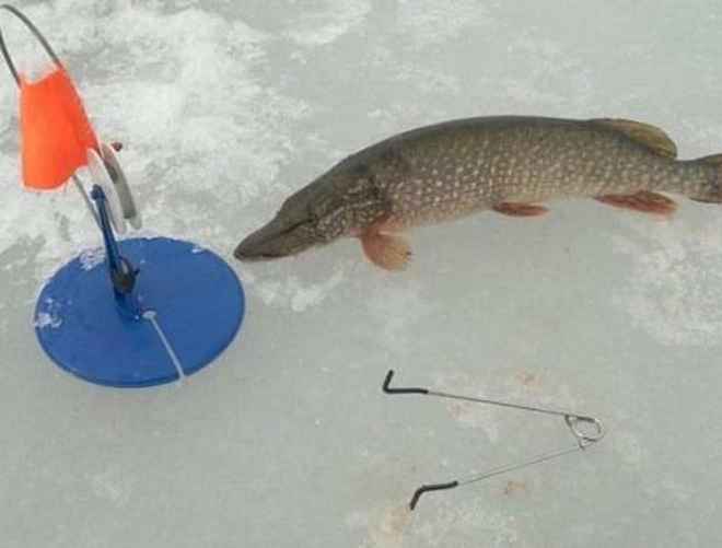 Ловля на жерлицу.