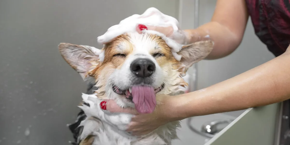 Почему мокрые собаки воняют? Узнали, можно ли избавится от неприятного запаха