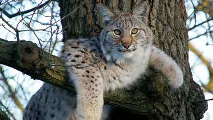 В Беларуси стало больше рысей. В Минприроды рассказали, исключат ли их из Красной книги