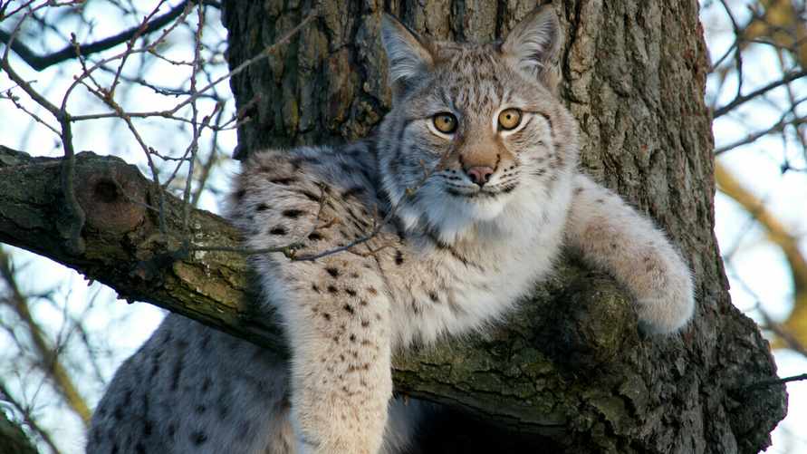 В Беларуси стало больше рысей. В Минприроды рассказали, исключат ли их из Красной книги