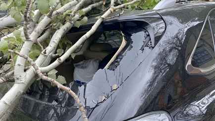 «Не обладало признаками опасности» – На авто в Гомеле упало дерево. Сколько денег отсудил хозяин?