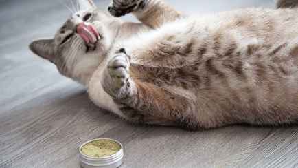 Можно ли давать кошкам валерьянку? Нашли 7 лучших альтернатив