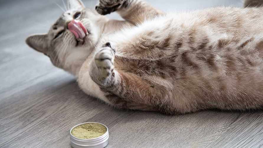 Можно ли давать кошкам валерьянку? Нашли 7 лучших альтернатив