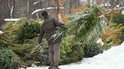 Выбрасываете новогоднюю ёлку? Зря. Вот чем могут быть полезны на огороде ее ствол и иголки