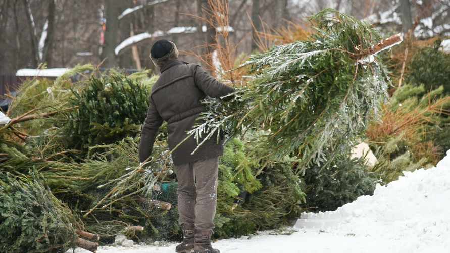 Выбрасываете новогоднюю ёлку? Зря. Вот чем могут быть полезны на огороде ее ствол и иголки