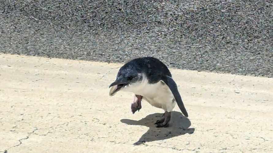 "Это так миииилооо" — Пингвин на взлетно-посадочной полосе задержал самолет