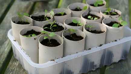 Огородники посоветовали начать собирать втулки от туалетной бумаги. Зачем садить в них семена для рассады?